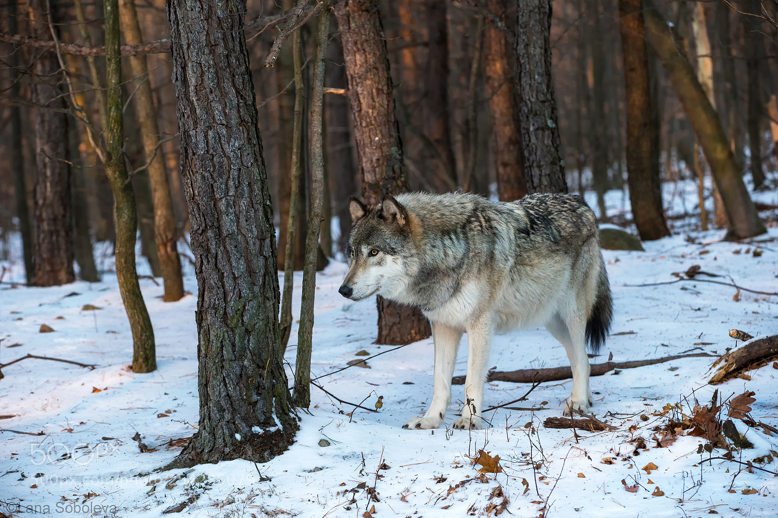 Canon EOS-1D X sample photo. Gray wolf photography