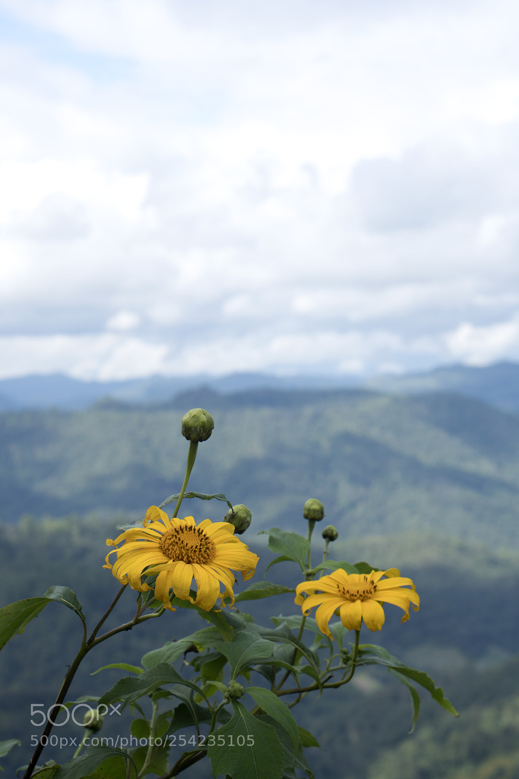 Sony a6300 sample photo. Yellow wild flower photography