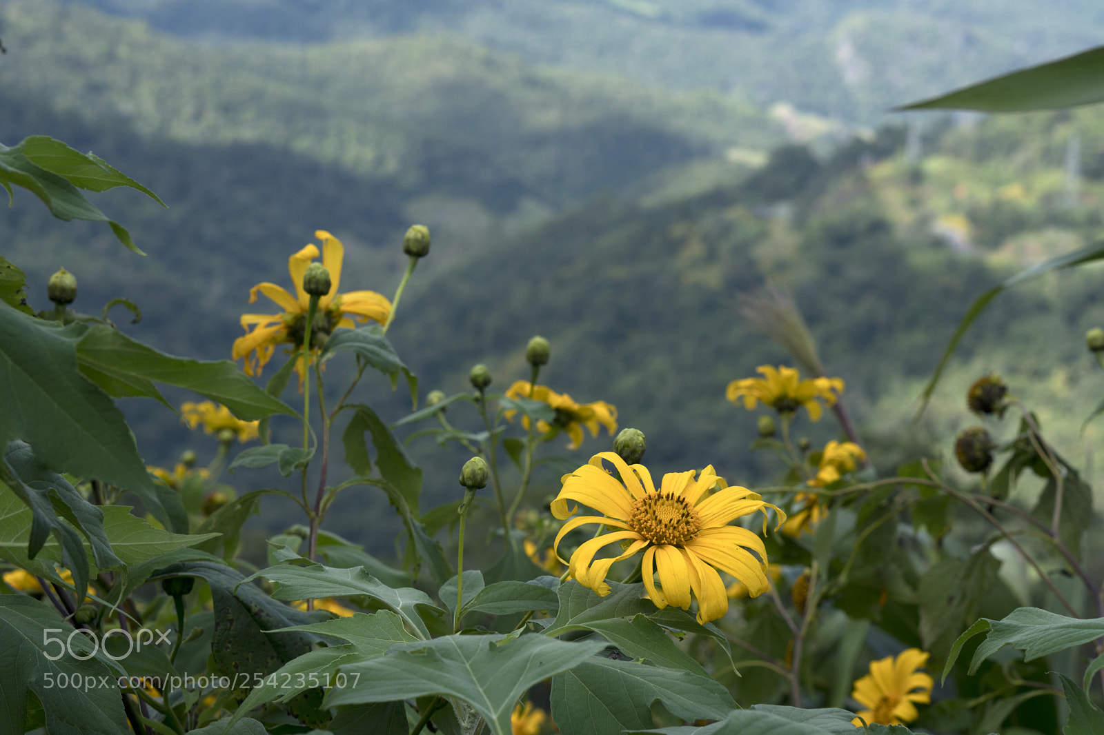 Sony a6300 sample photo. Yellow wild flower photography