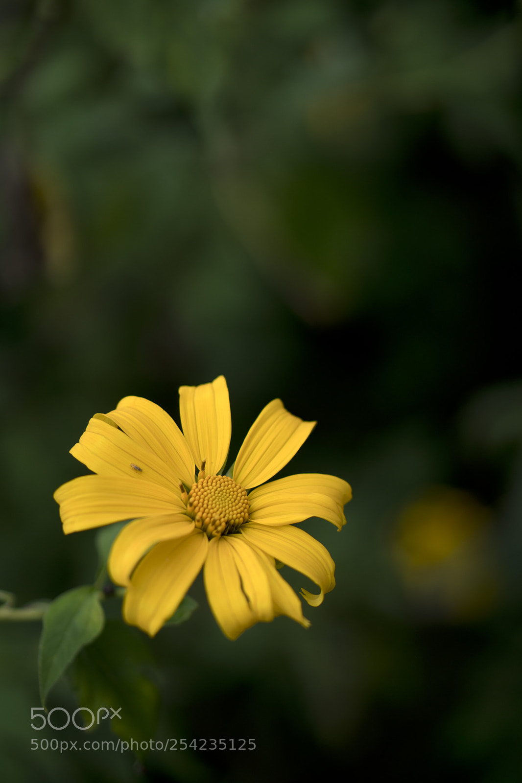 Sony a6300 sample photo. Yellow wild flower photography