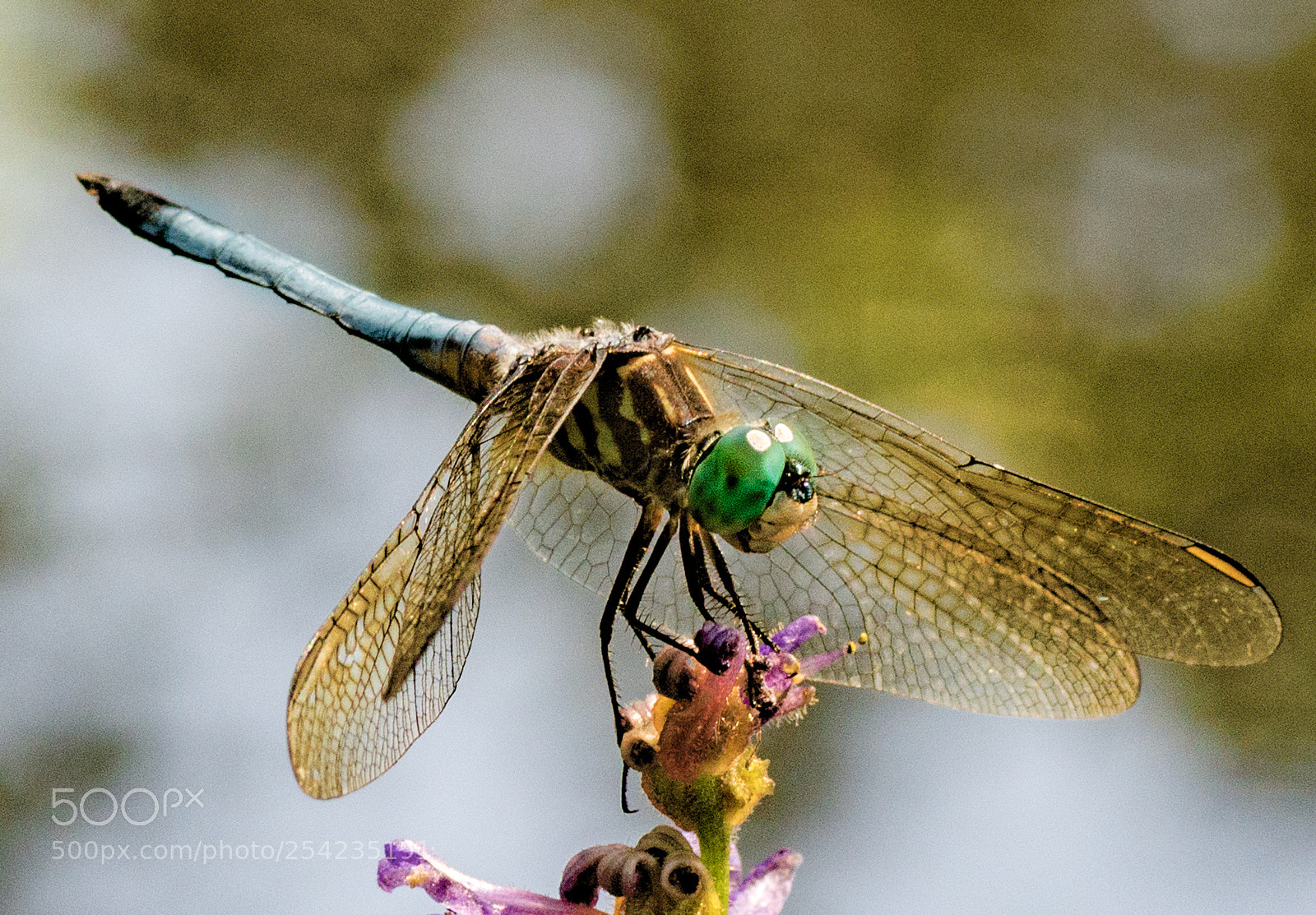 Nikon D7200 sample photo. Balancing act photography
