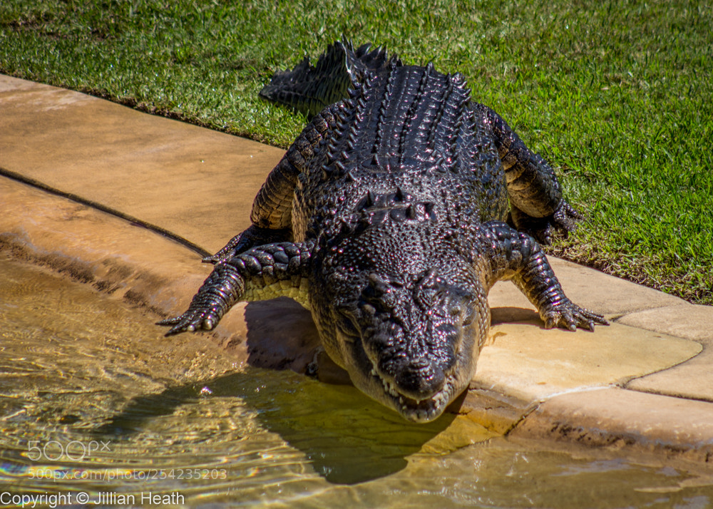 Canon EOS 700D (EOS Rebel T5i / EOS Kiss X7i) sample photo. Graham the crocodile photography