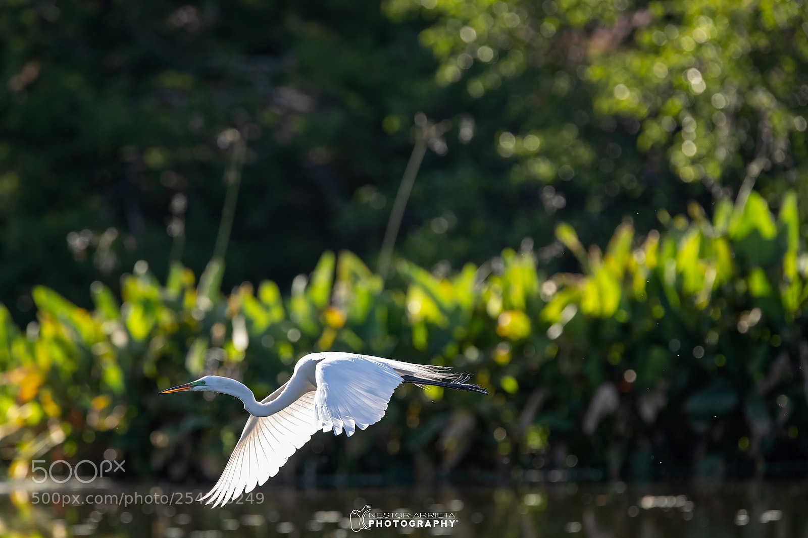 Canon EOS-1D X Mark II sample photo. Egret photography