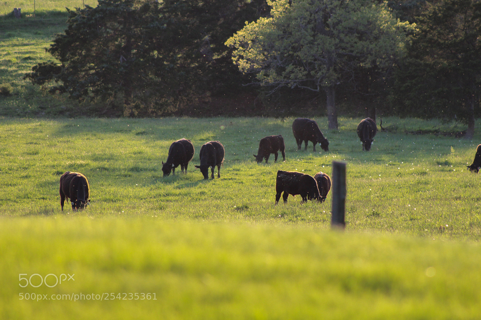 Canon EOS 700D (EOS Rebel T5i / EOS Kiss X7i) sample photo. Cows in a field photography