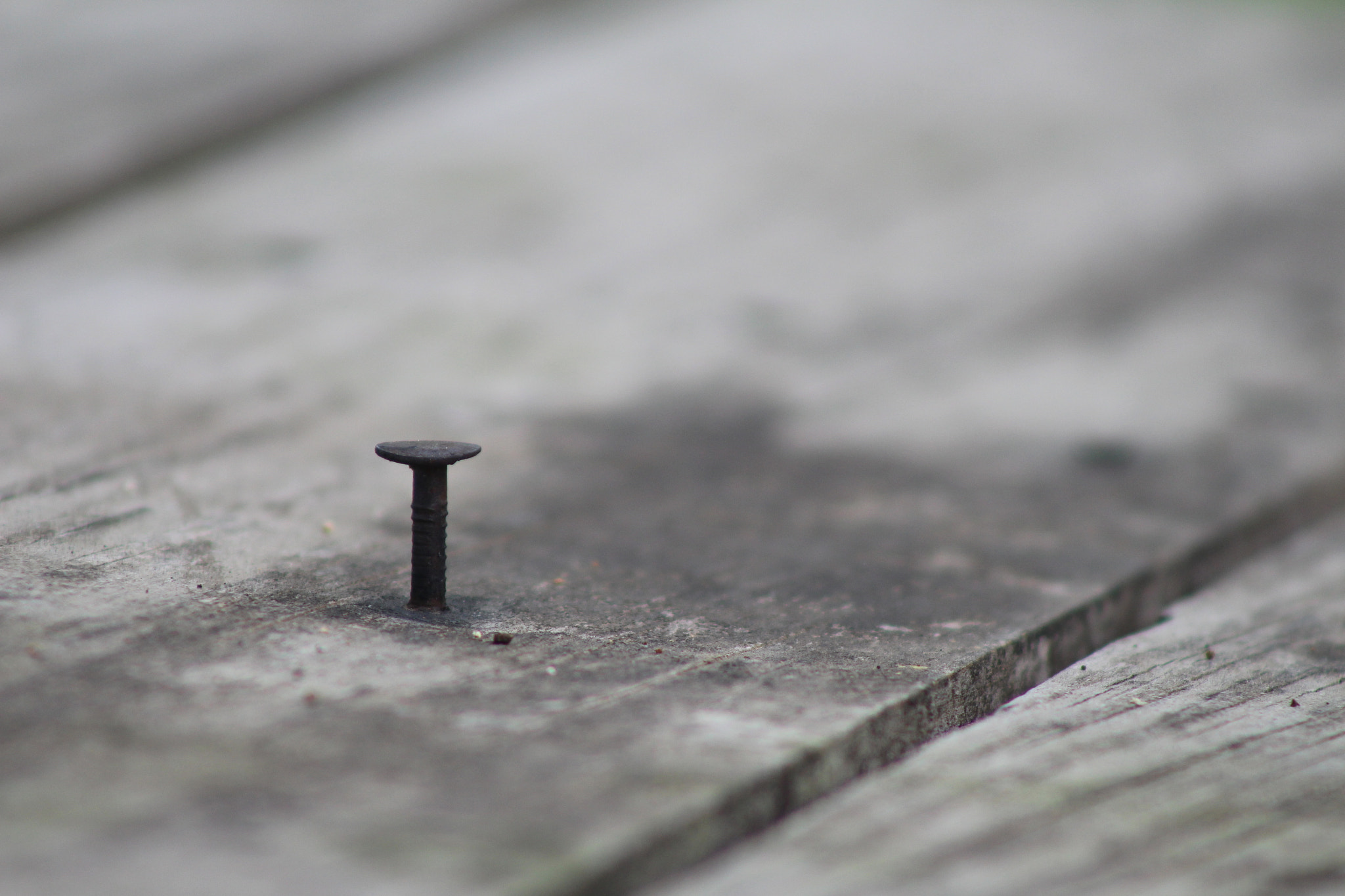 Canon EF 75-300mm f/4-5.6 sample photo. Nail in a board photography