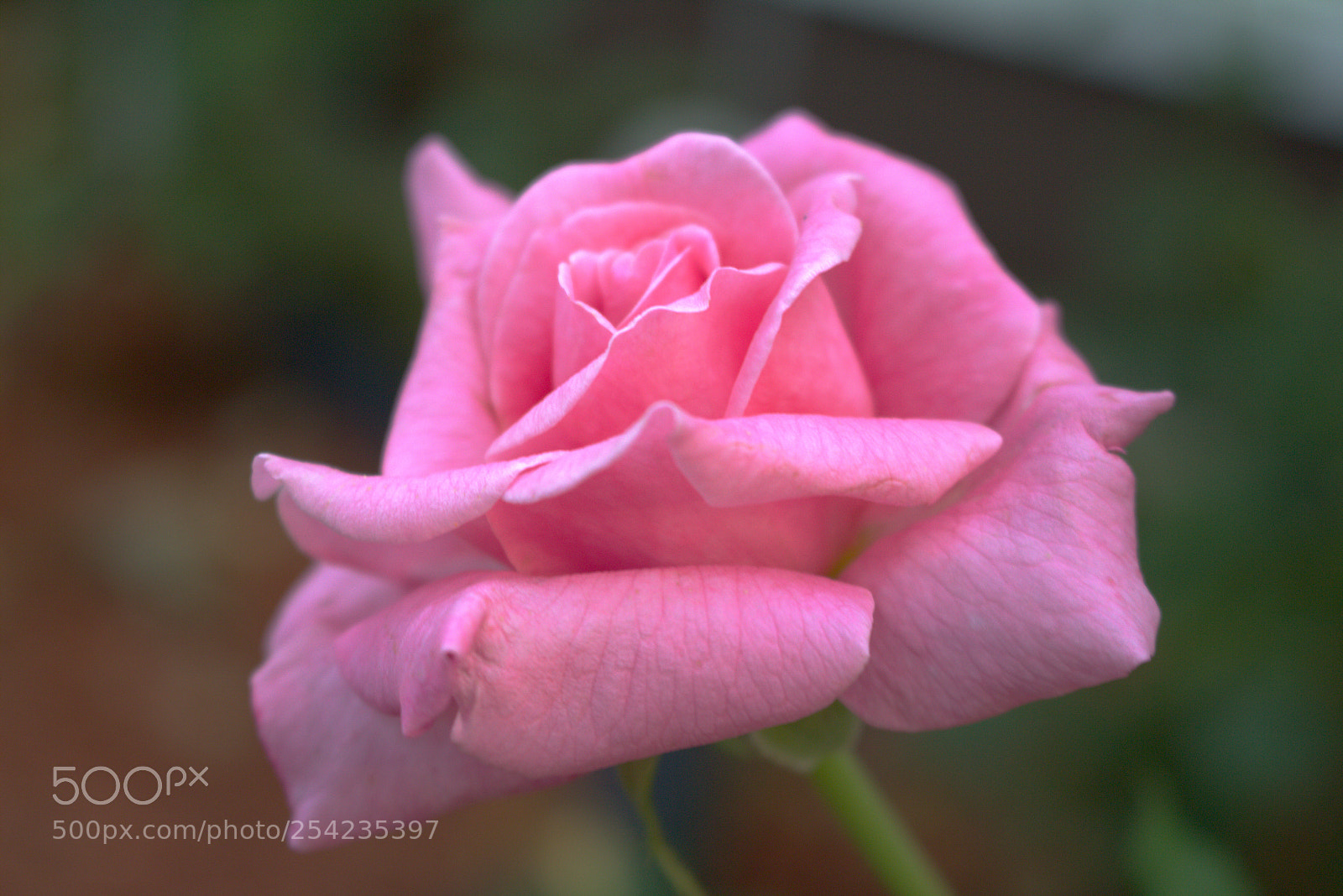 Canon EOS 700D (EOS Rebel T5i / EOS Kiss X7i) sample photo. Pink flower closeup photography