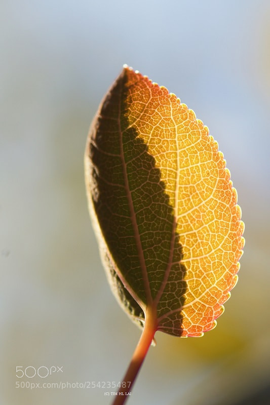 Sony SLT-A77 sample photo. Leaf eclipse photography