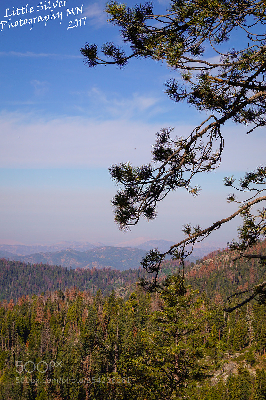 Sony SLT-A58 sample photo. Sequoia national park photography