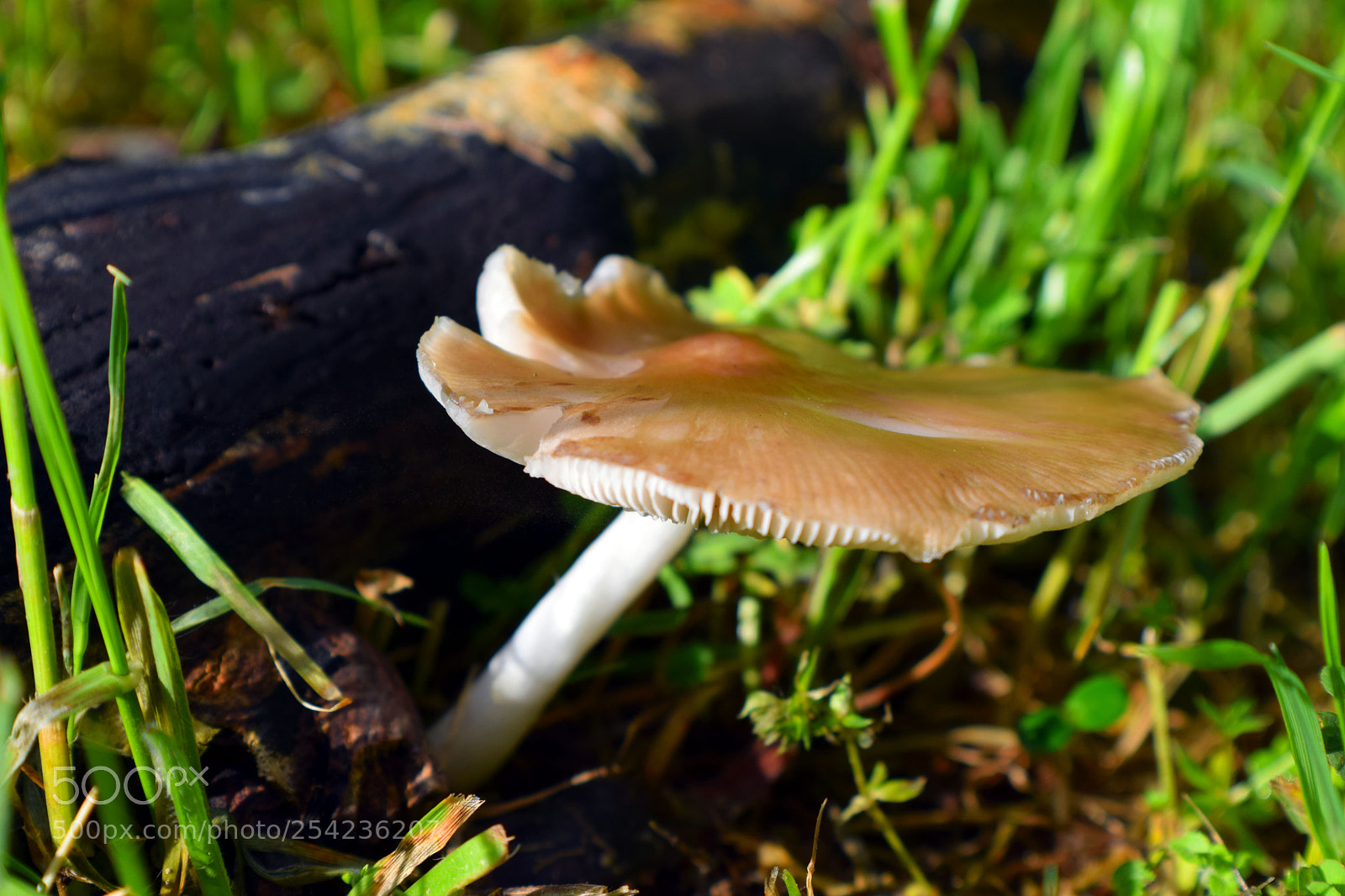 Nikon D3300 sample photo. Fungi photography