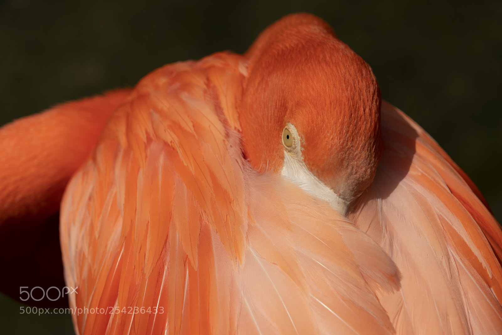 Sony a7R III sample photo. Coy flamingo photography