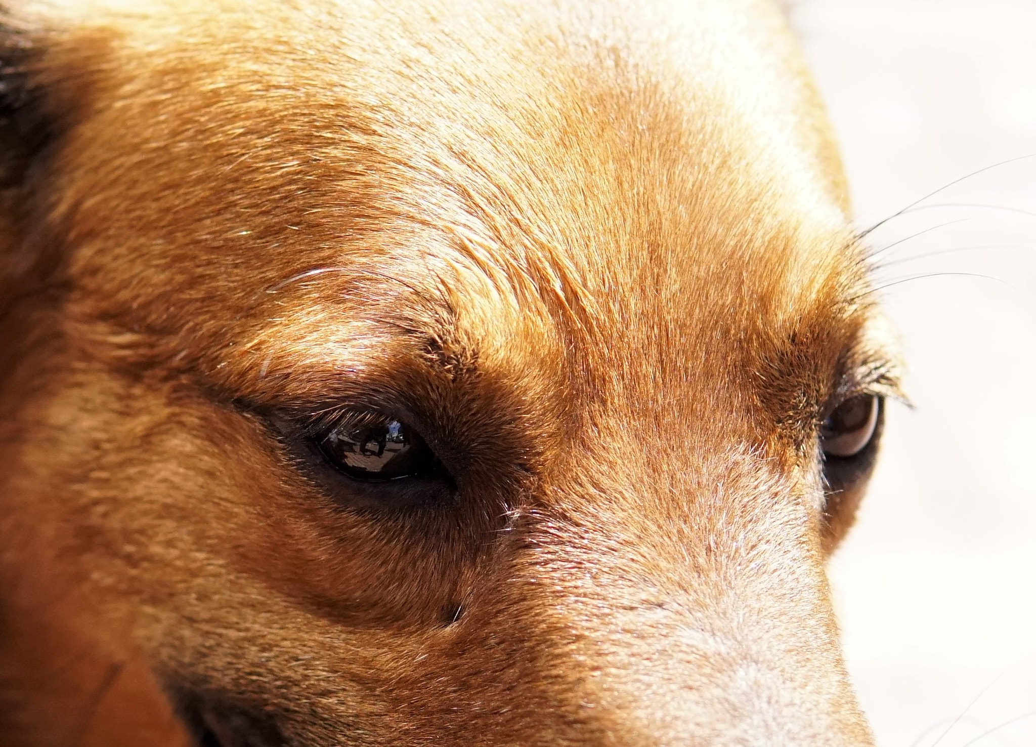 Sony a6500 + Sigma 30mm F1.4 DC DN | C sample photo. Close up eye auto focus photography