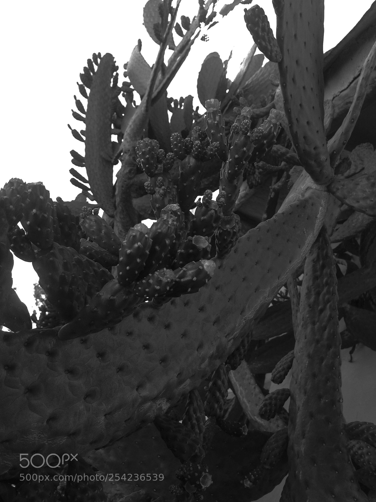 Apple iPhone 5 sample photo. Cactus barichara photography