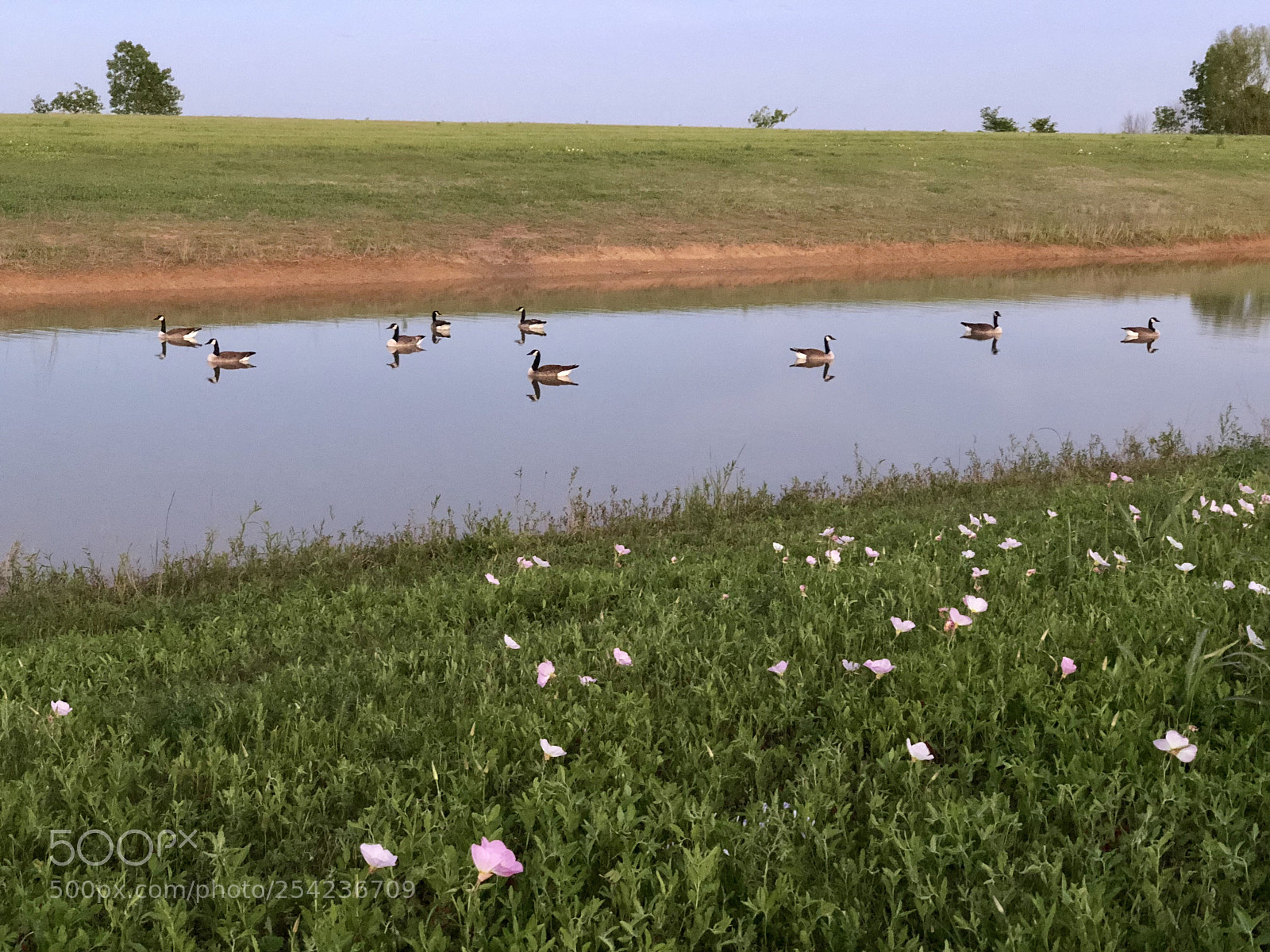 Apple iPhone X sample photo. Flowers and geese photography