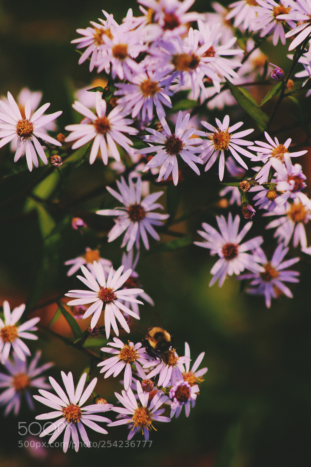 Canon EOS 1200D (EOS Rebel T5 / EOS Kiss X70 / EOS Hi) sample photo. A little bee photography