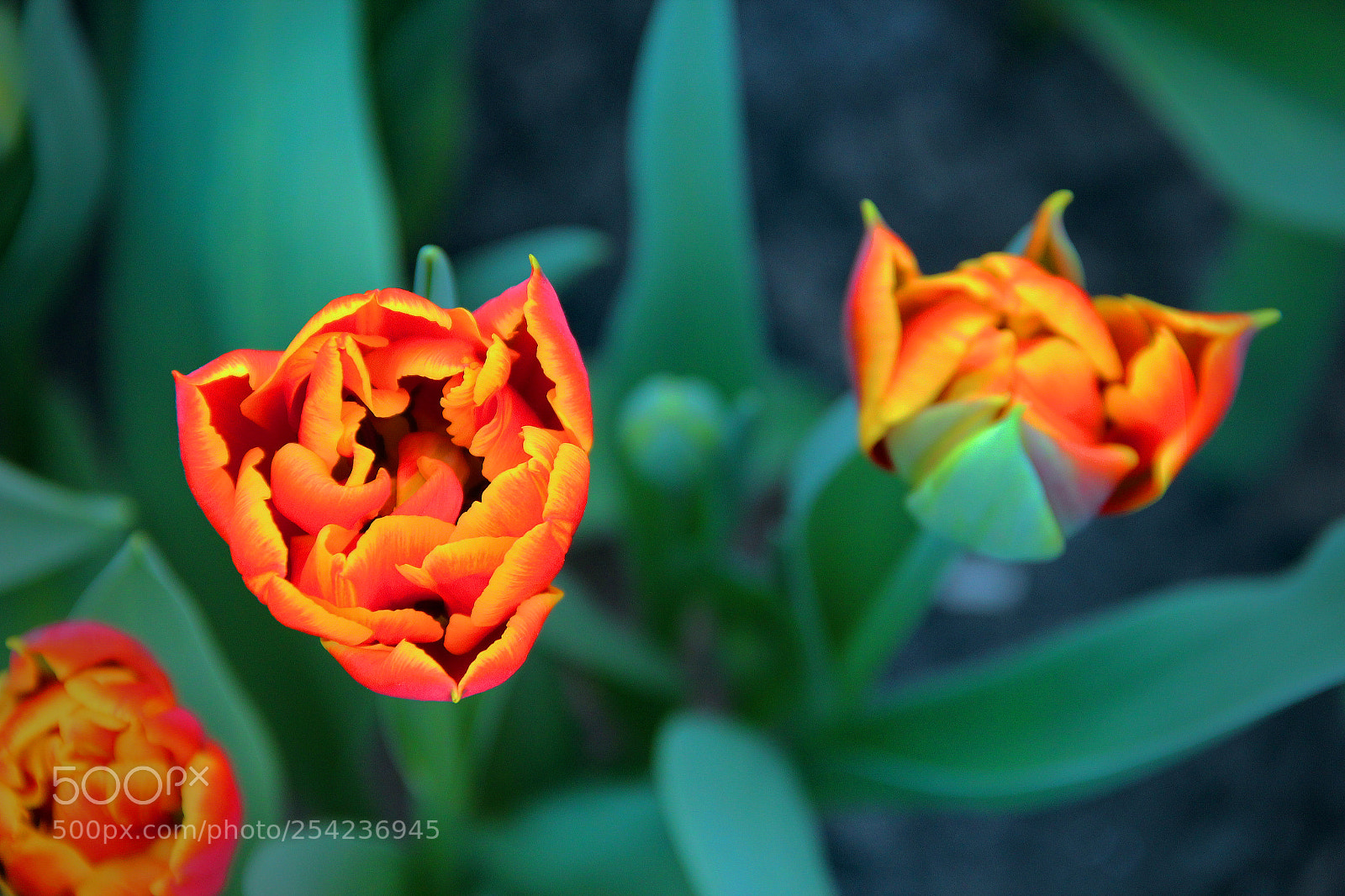 Canon EOS 600D (Rebel EOS T3i / EOS Kiss X5) sample photo. Tulip photography