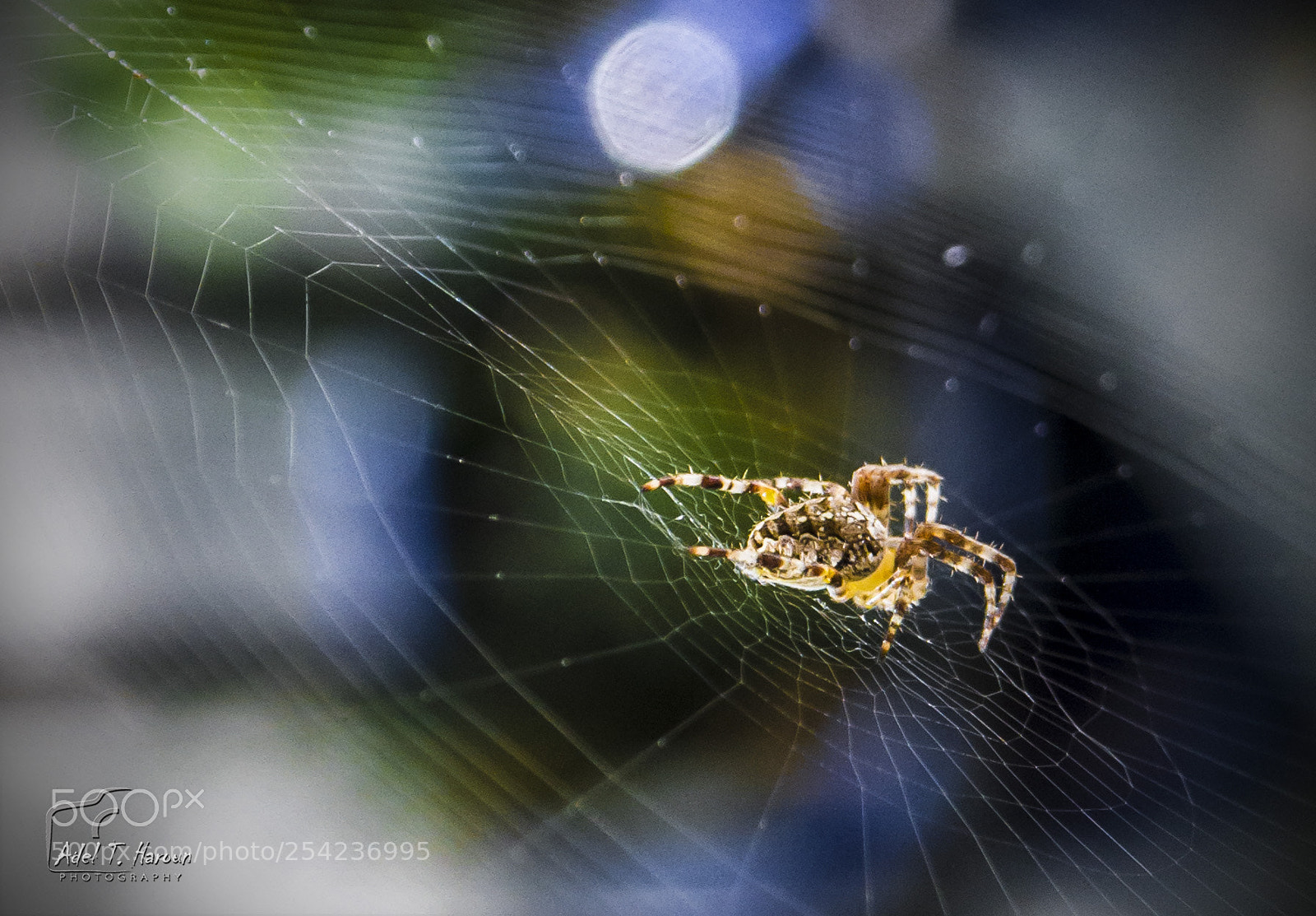 Canon EOS 7D sample photo. Spider photography