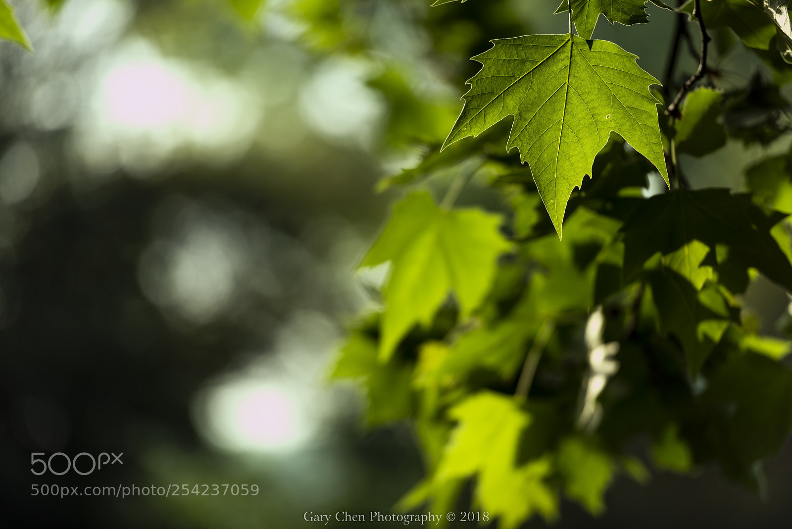 Nikon D810 sample photo. 梧桐叶 photography