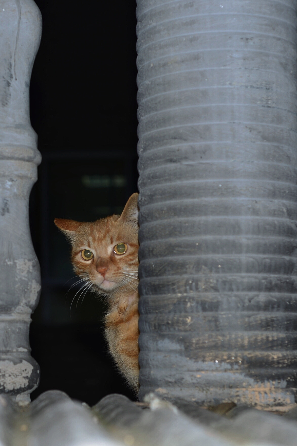 Nikon D610 + Nikon AF Nikkor 50mm F1.8D sample photo. 微博：penghufei photography