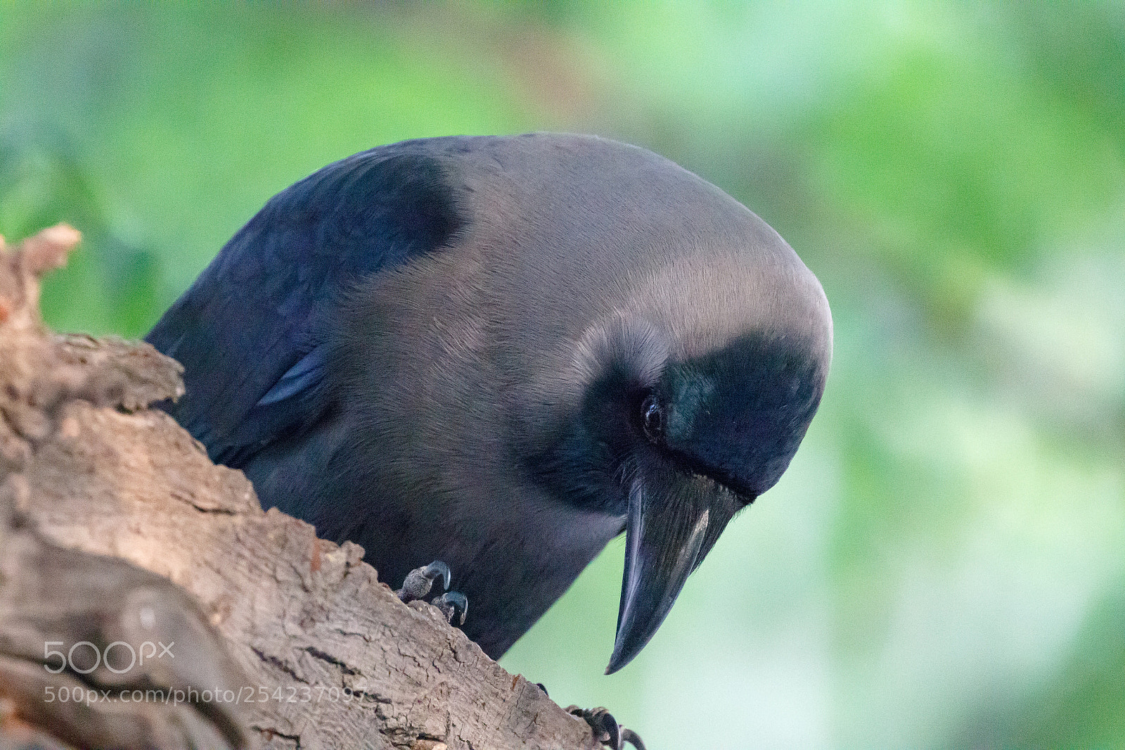 Canon EOS 7D Mark II sample photo. Crow #1 photography