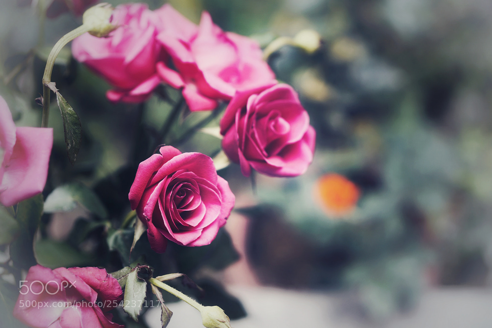 Sony a5100 sample photo. Rose photography