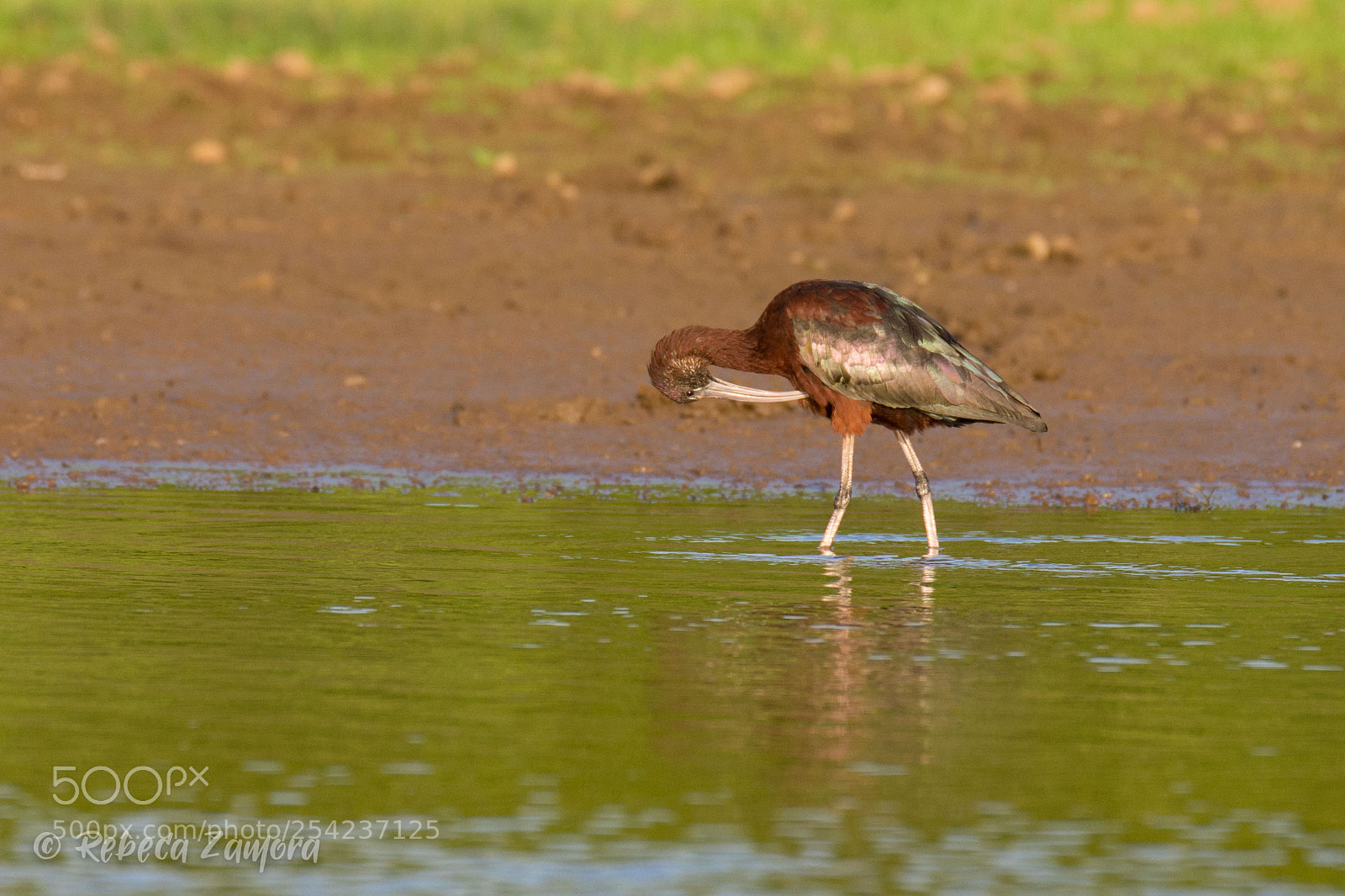 Nikon D7200 sample photo. Ibis caño negro photography