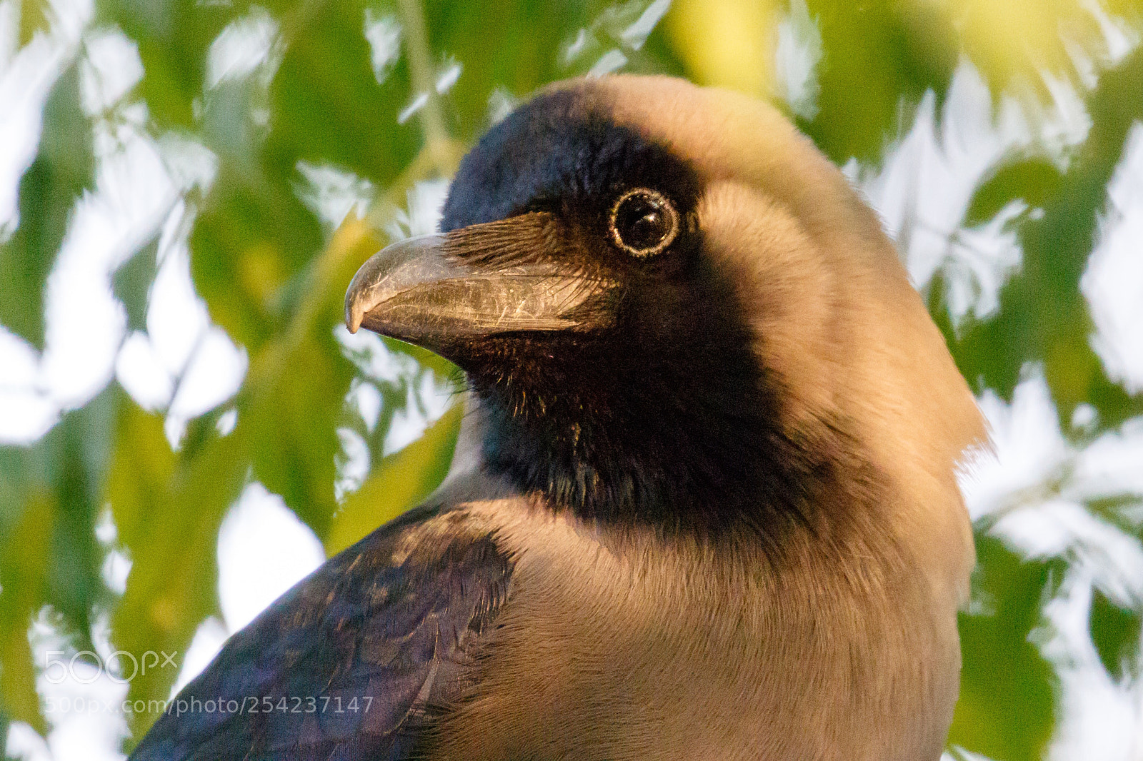 Canon EOS 7D Mark II sample photo. Crow #2 photography