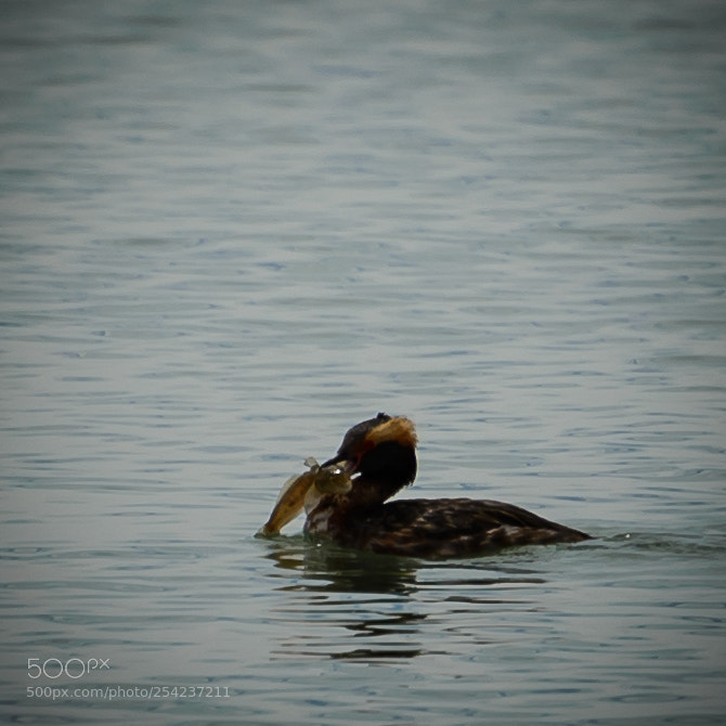 Nikon D610 sample photo. Untitled photography