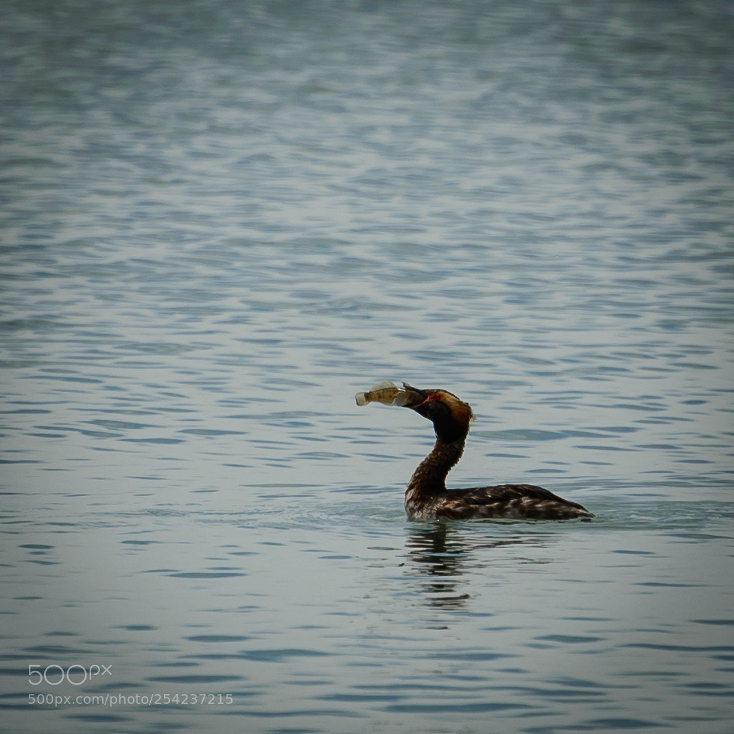 Nikon D610 sample photo. Untitled photography