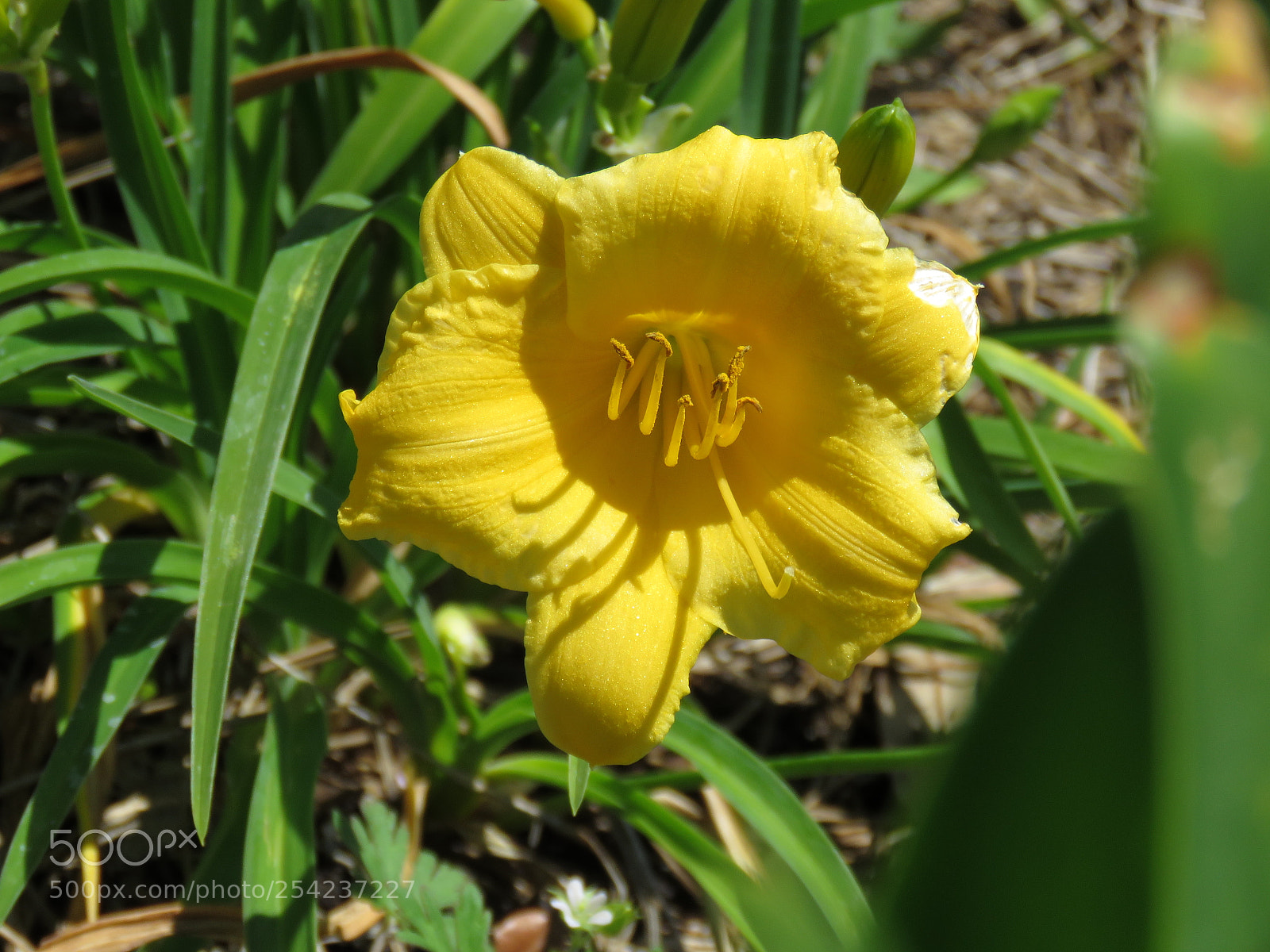 Canon PowerShot SX60 HS sample photo. Unknown photography