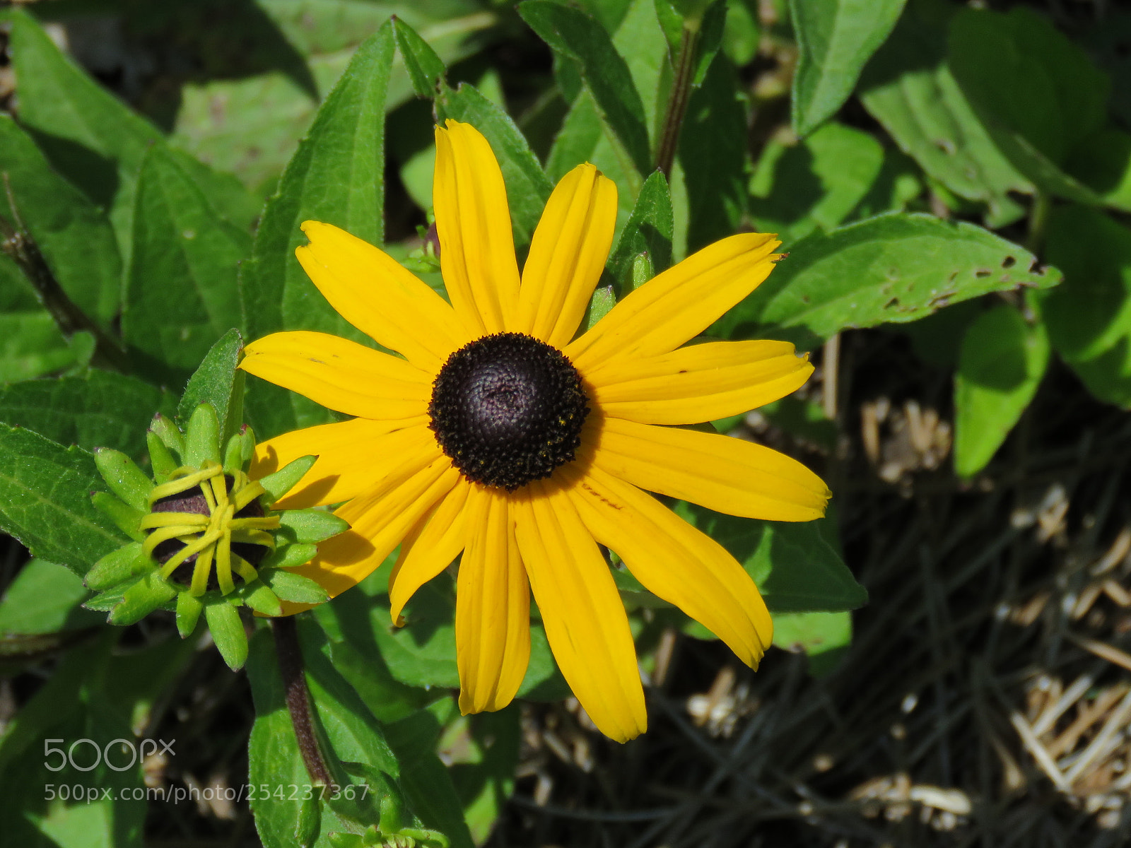 Canon PowerShot SX60 HS sample photo. Unknown photography