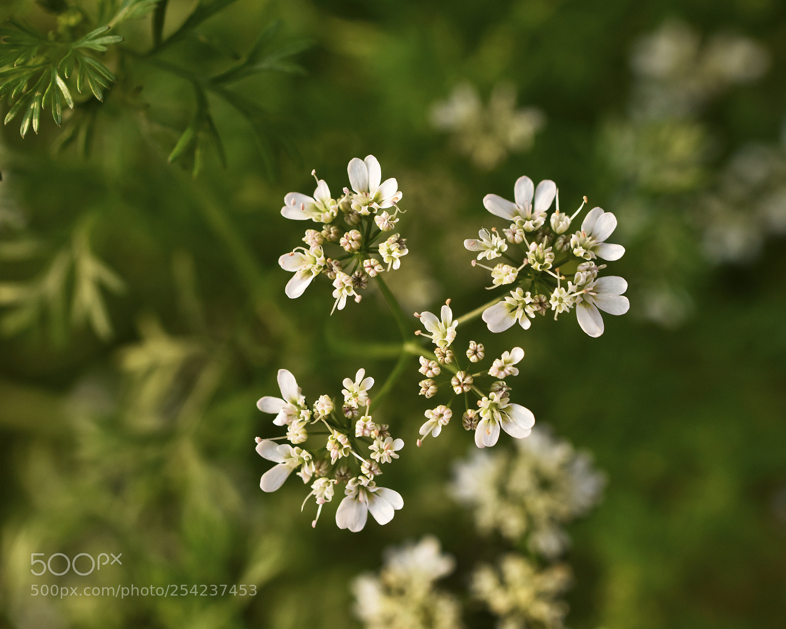 Nikon D810 sample photo. Coriander photography
