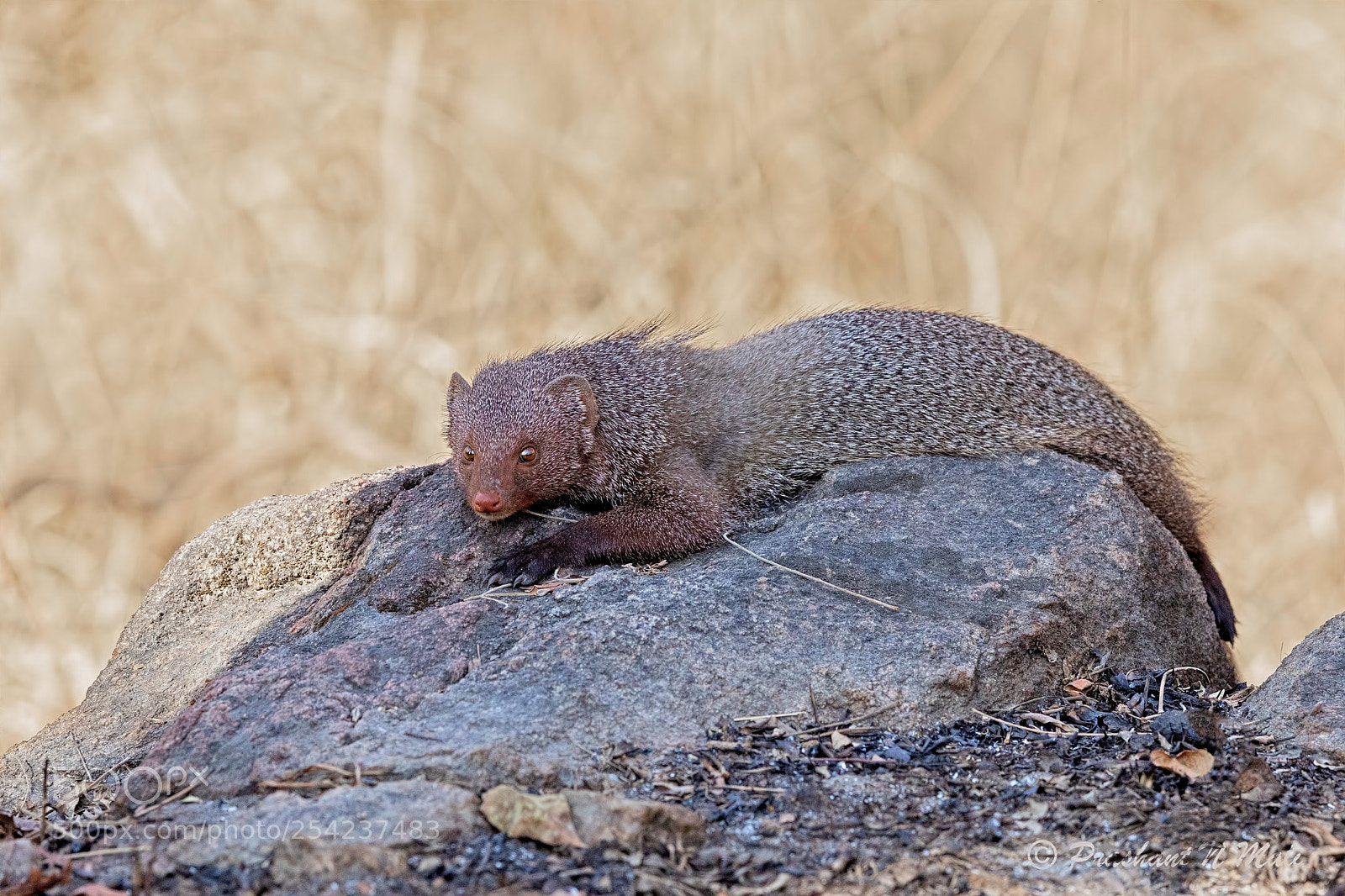 Canon EOS 5D Mark IV sample photo. Mongoose photography