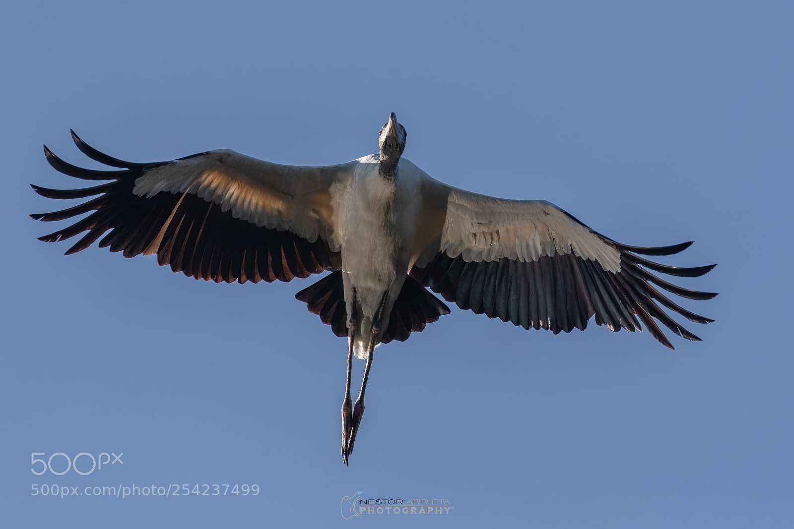Canon EOS-1D X Mark II sample photo. Stork under photography