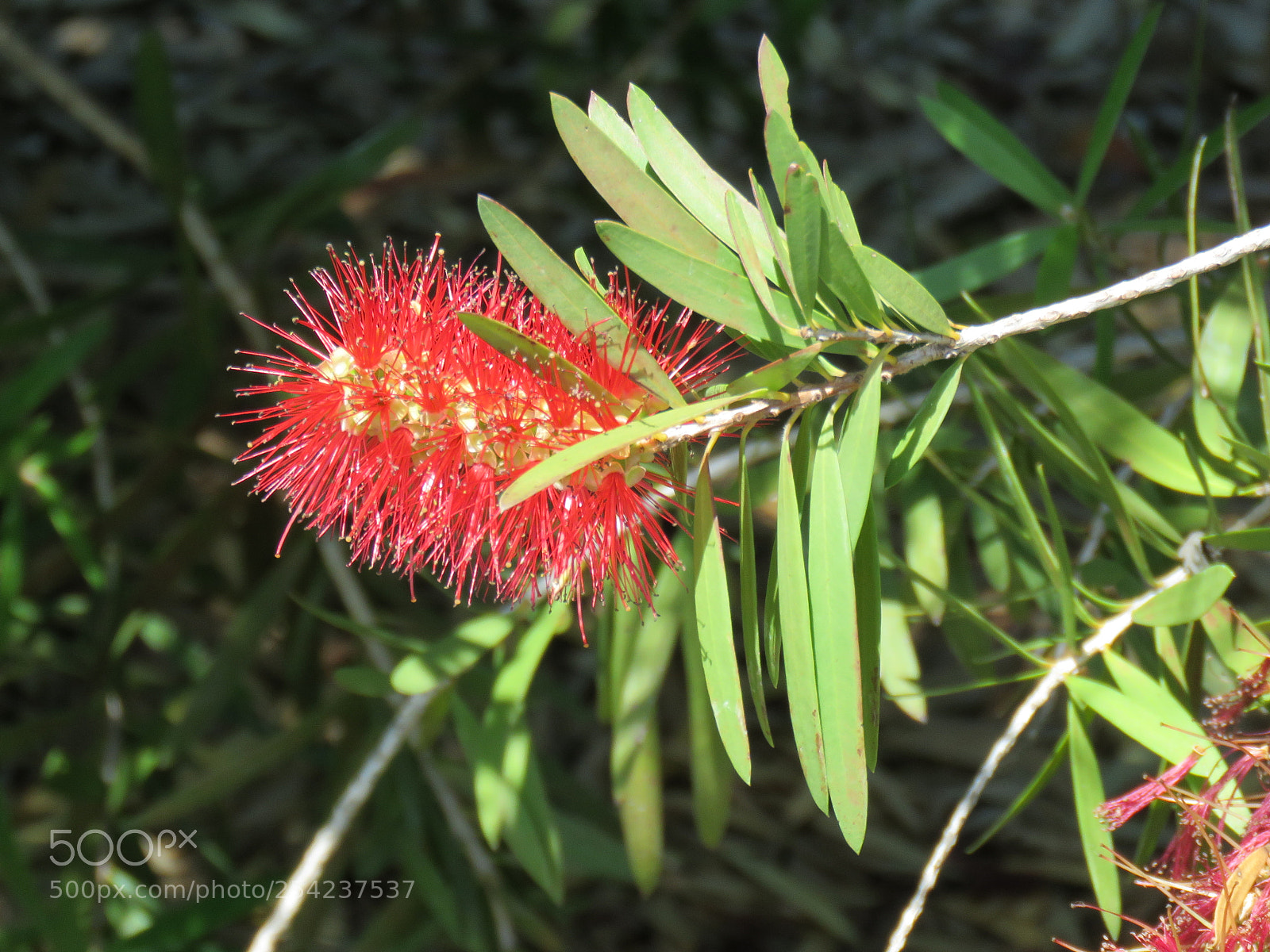 Canon PowerShot SX60 HS sample photo. Crimson bottlebrush shrub flower photography