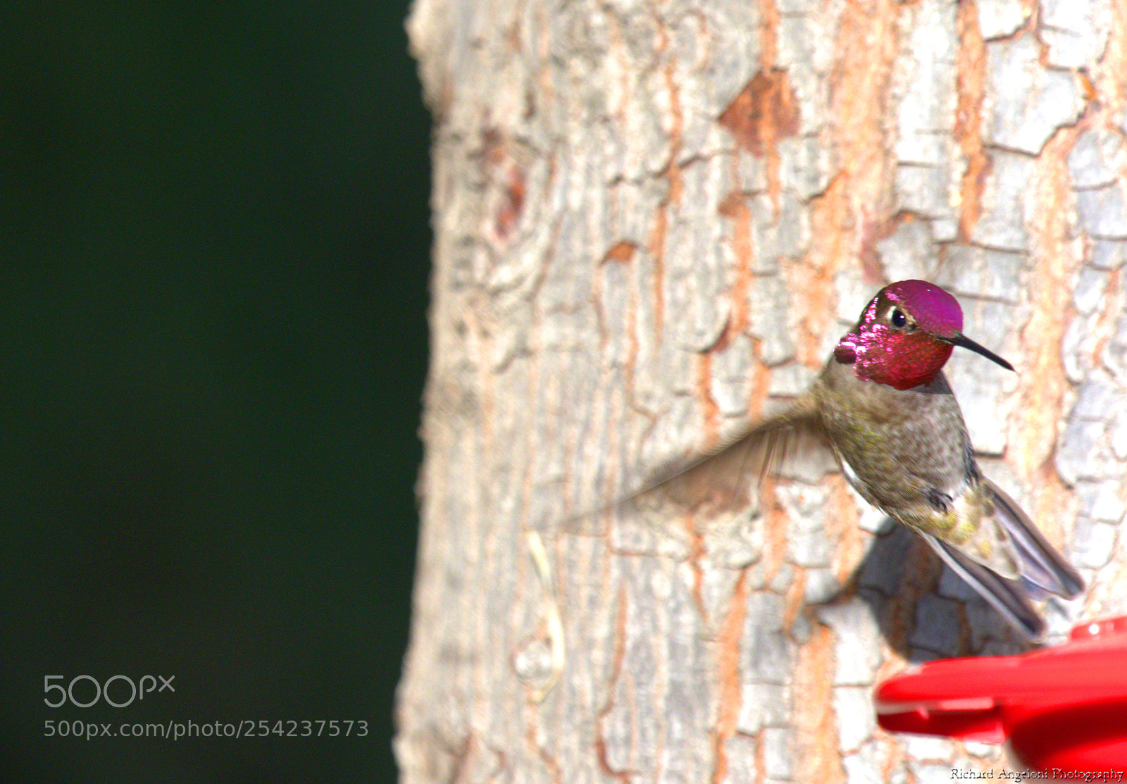 Nikon D7200 sample photo. Hummingbird standing! photography