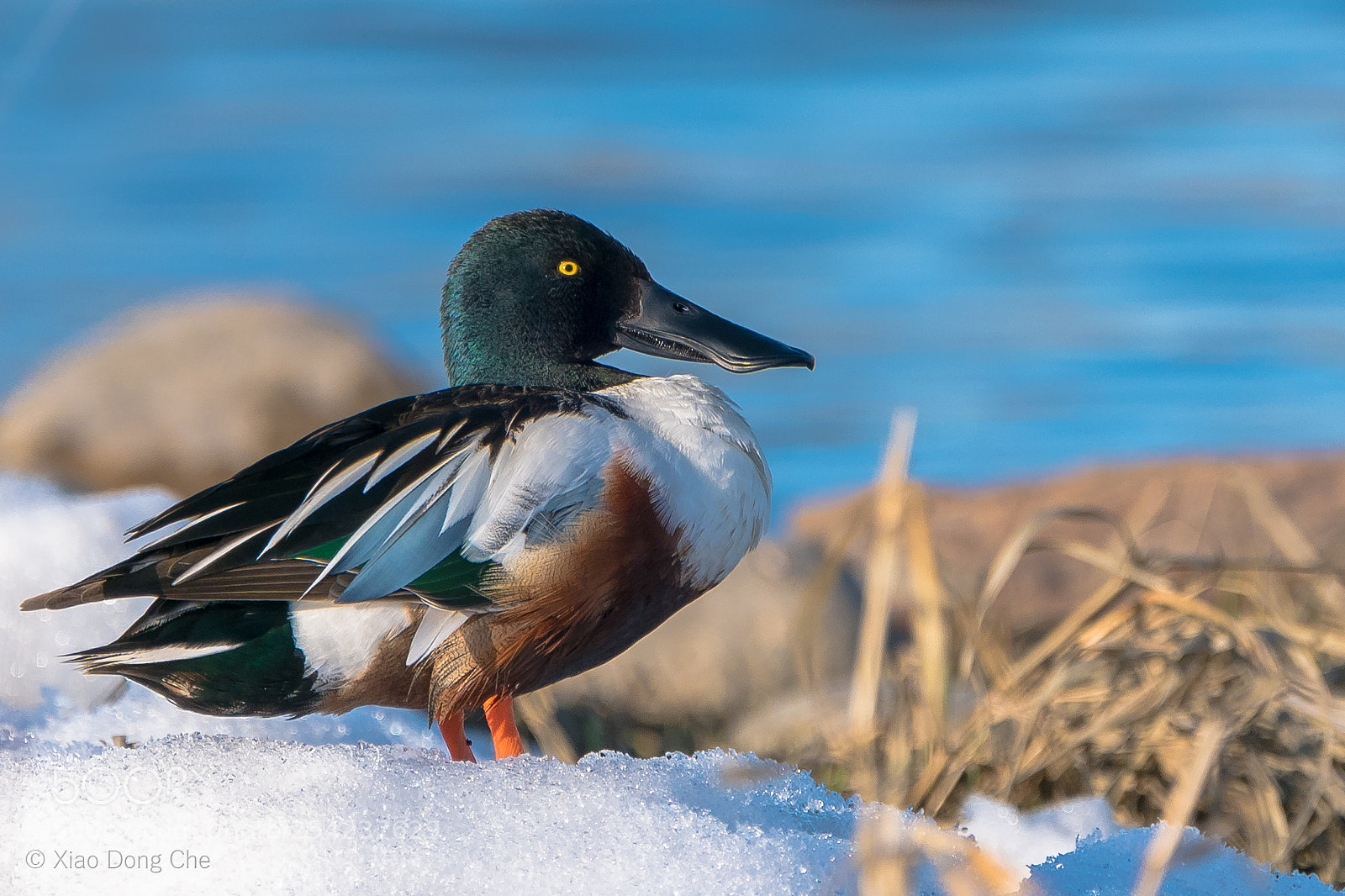 Sony a9 sample photo. Northern shoveler 琵嘴鸭 photography