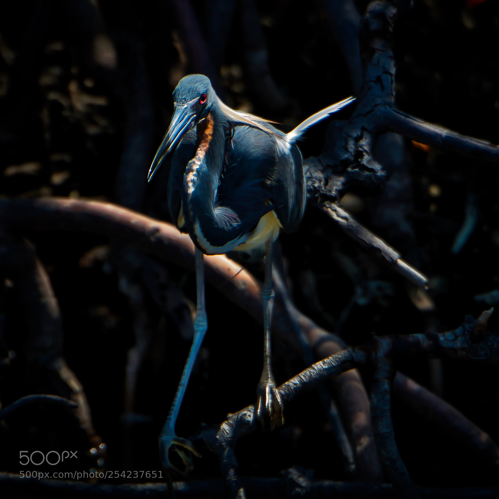 Nikon D500 sample photo. Mangrove twilight photography