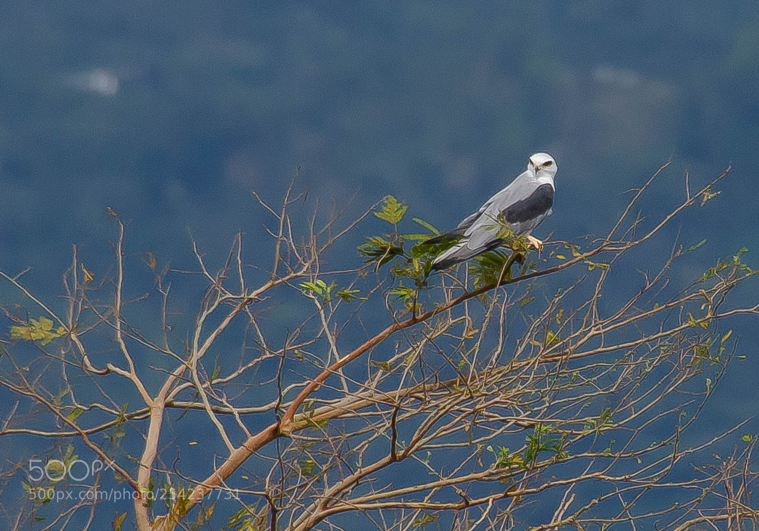 Nikon D5100 sample photo. Halc n blanco, cundinamarca photography