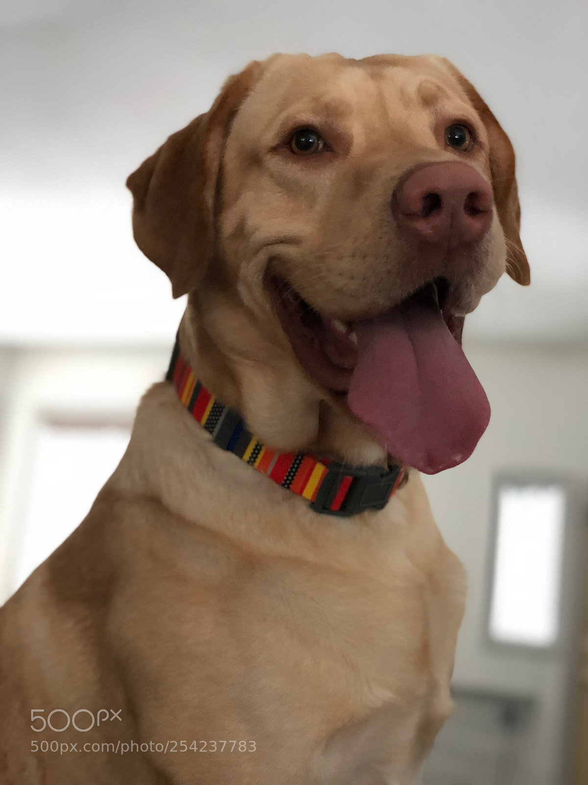 Apple iPhone X sample photo. Riggs photography