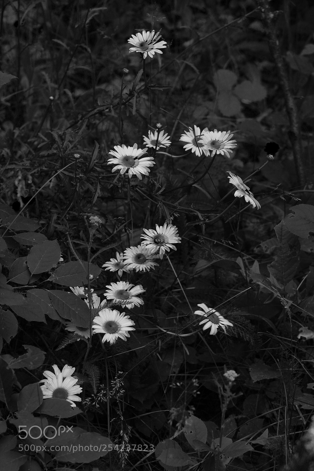 Canon EOS 1200D (EOS Rebel T5 / EOS Kiss X70 / EOS Hi) sample photo. Noir photography