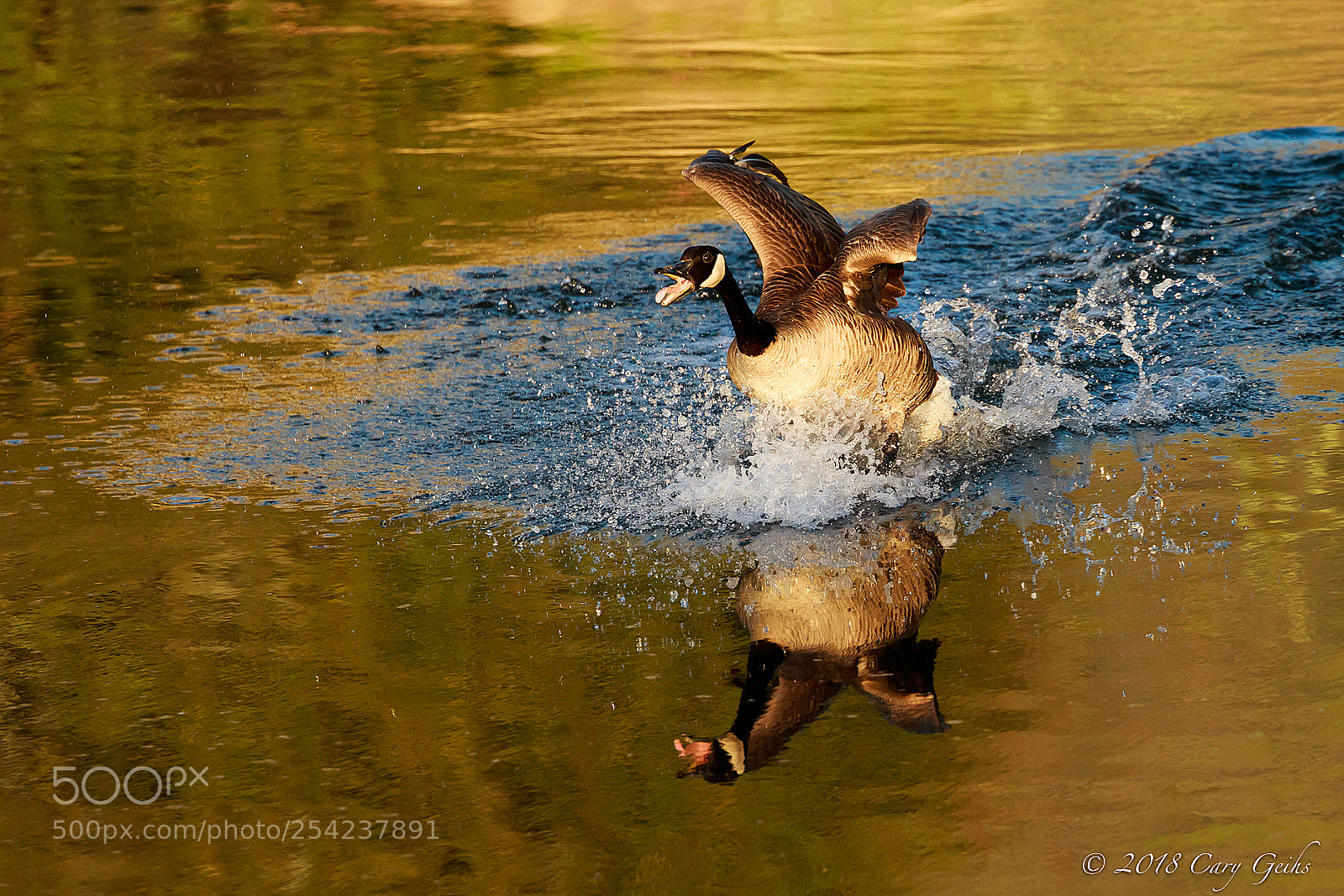 Canon EOS 7D Mark II sample photo. Canada goose coming in photography