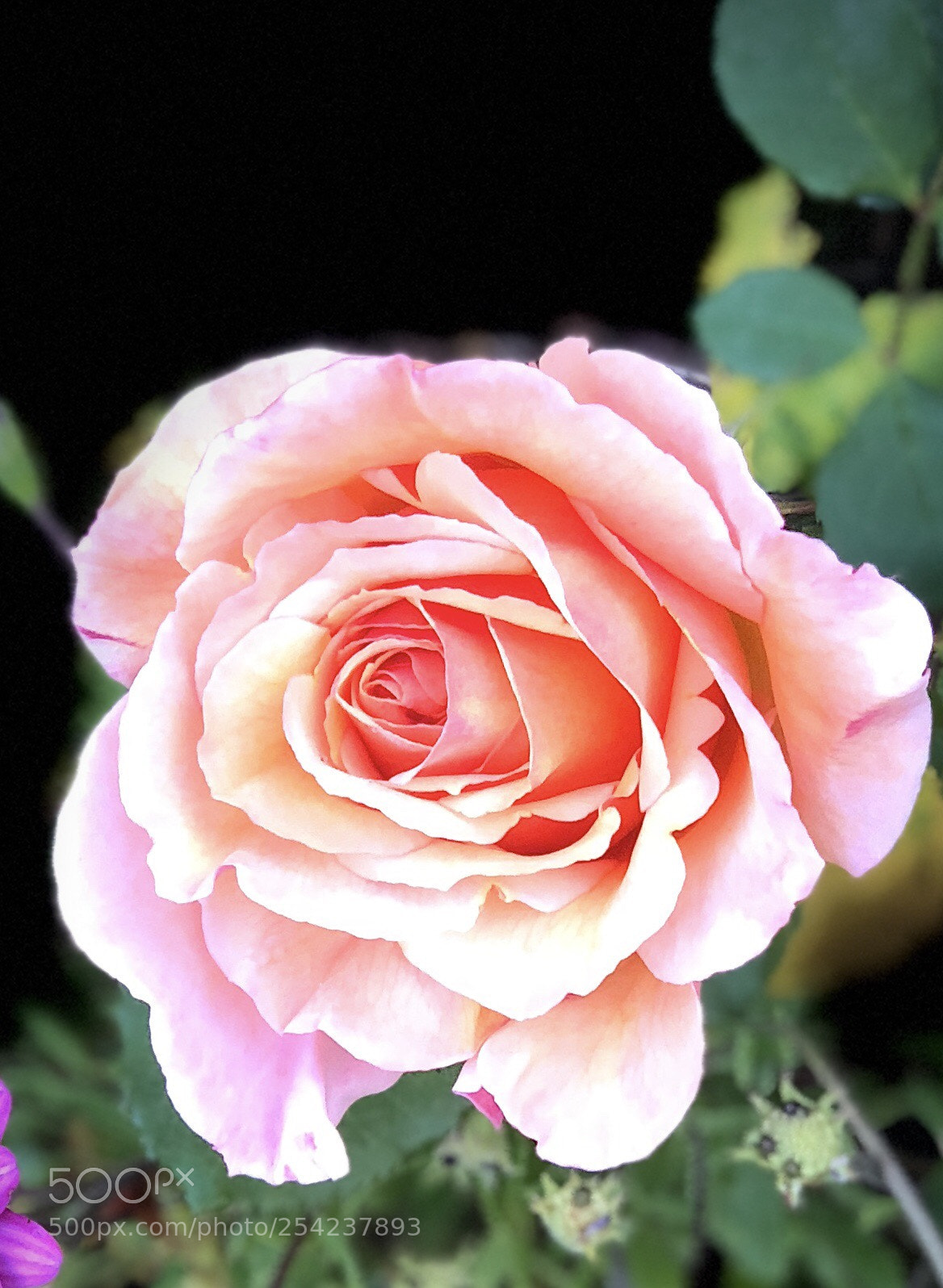 Apple iPhone X sample photo. Pink rose photography