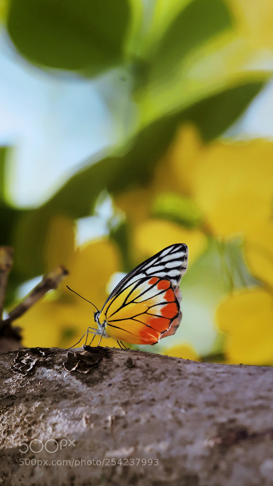 Canon EOS 6D Mark II sample photo. Untitled photography