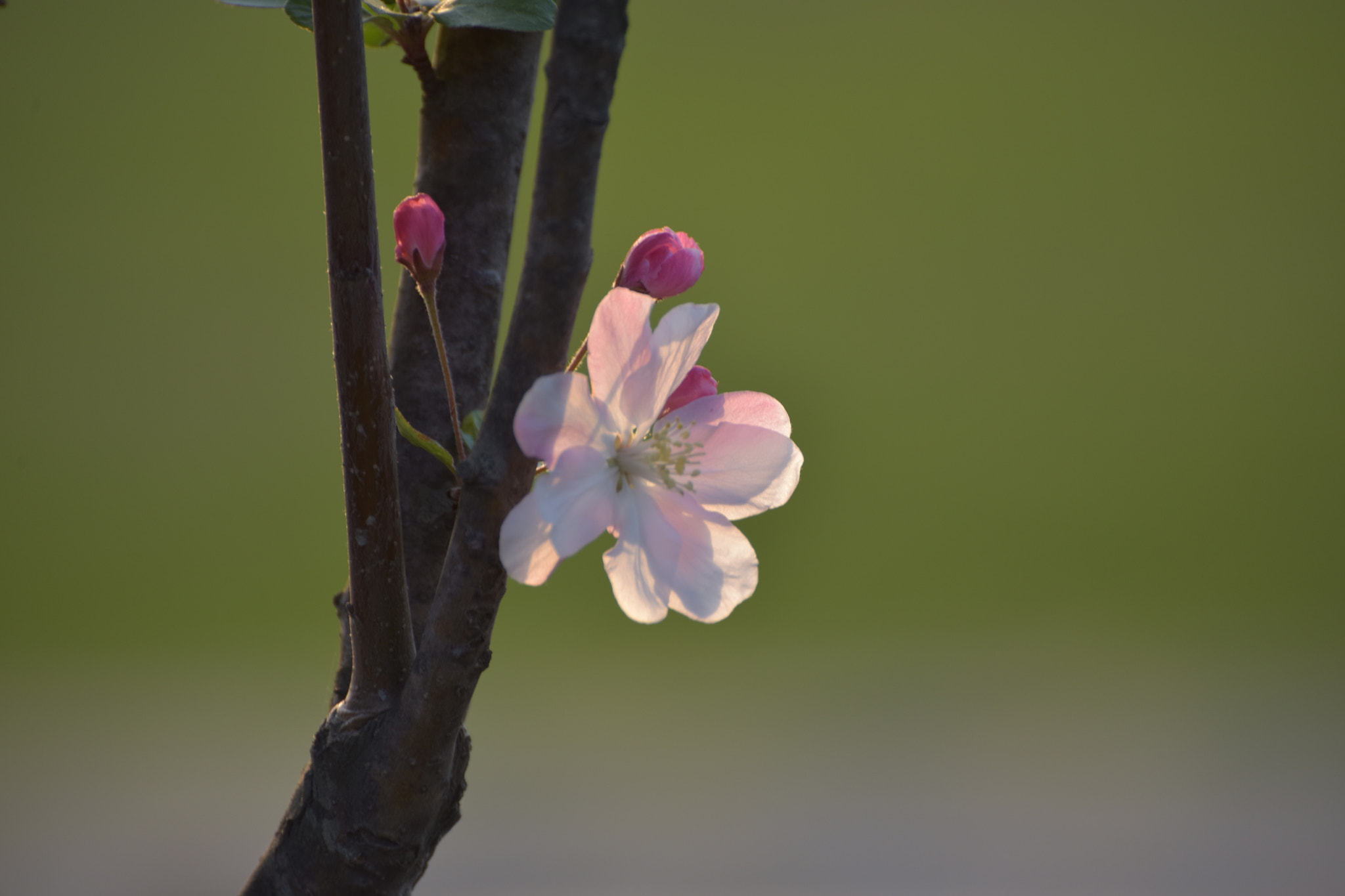 Nikon D810 sample photo