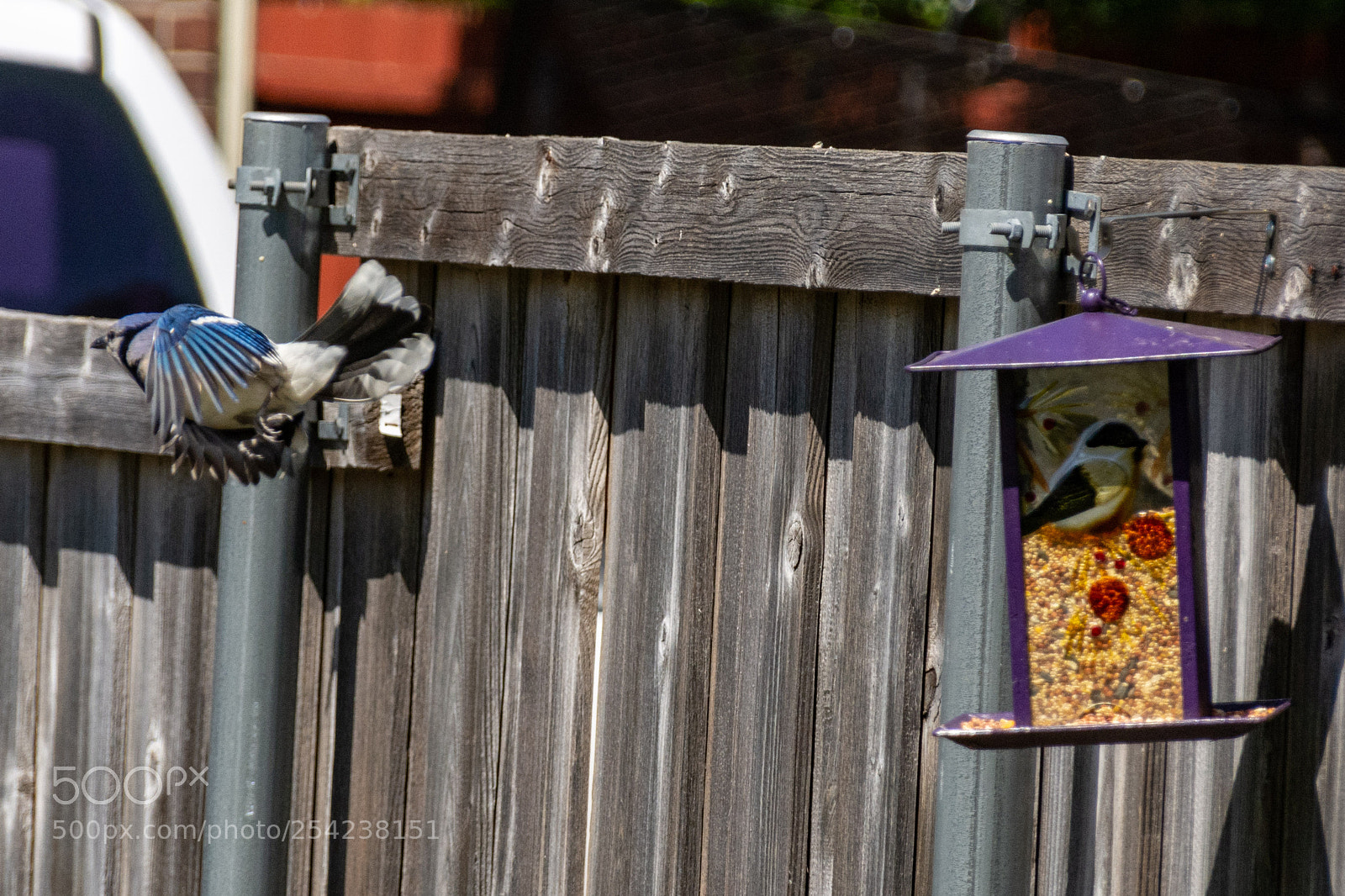 Nikon D7100 sample photo. Blue jay & bird feeder 1 photography