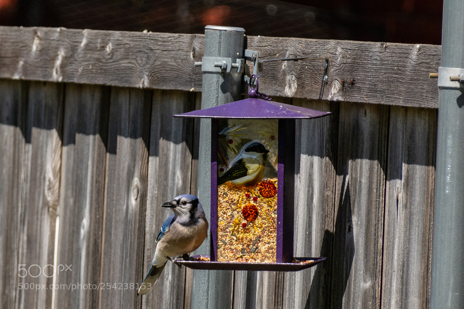 Nikon D7100 sample photo. Blue jay & bird feeder 2 photography