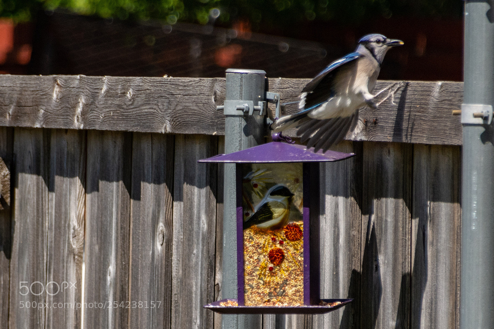 Nikon D7100 sample photo. Blue jay & bird feeder 4 photography