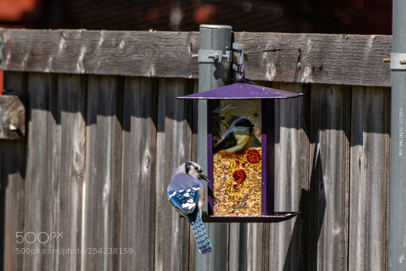 Nikon D7100 sample photo. Blue jay & bird feeder 5 photography