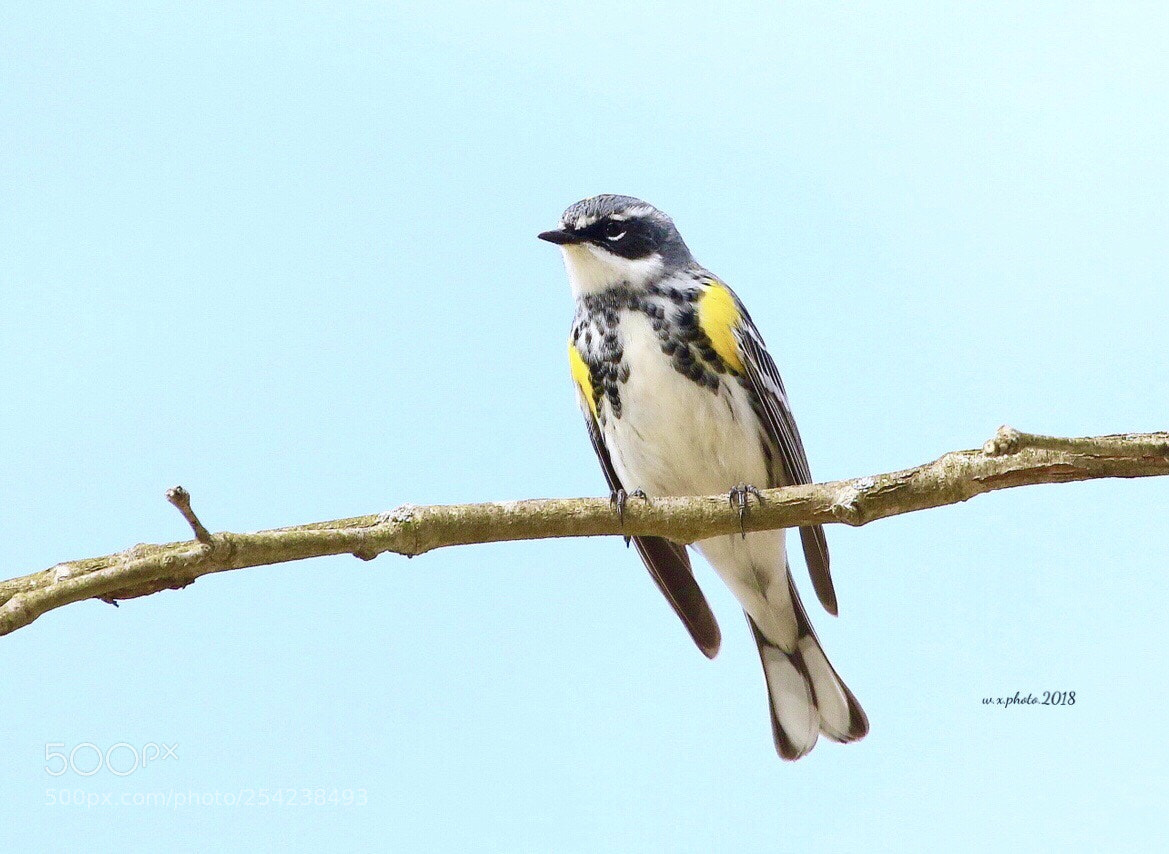 Canon EOS 7D Mark II sample photo. Yellow rumped warbler photography