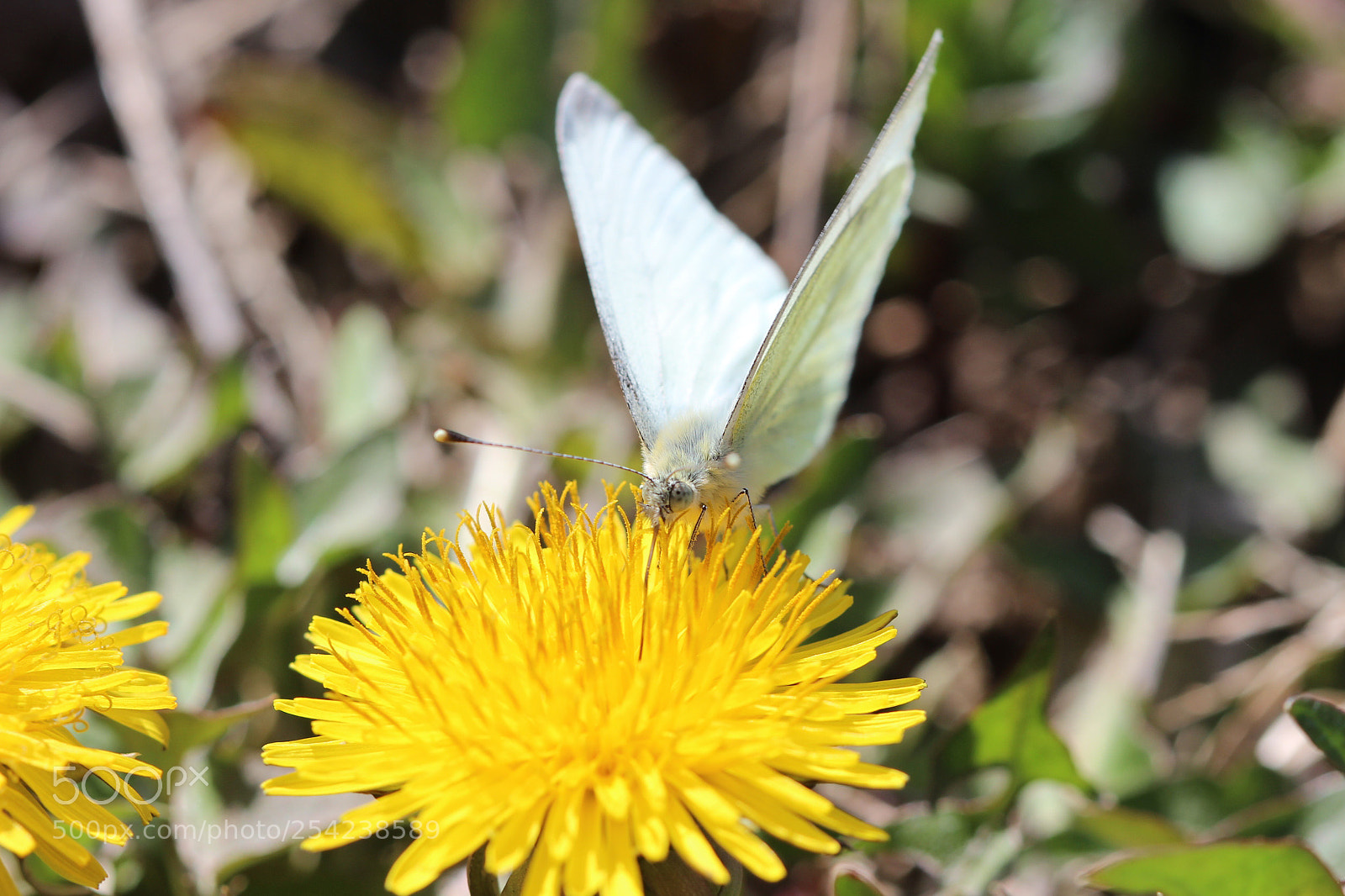 Canon EOS 600D (Rebel EOS T3i / EOS Kiss X5) sample photo. Feeding time  photography